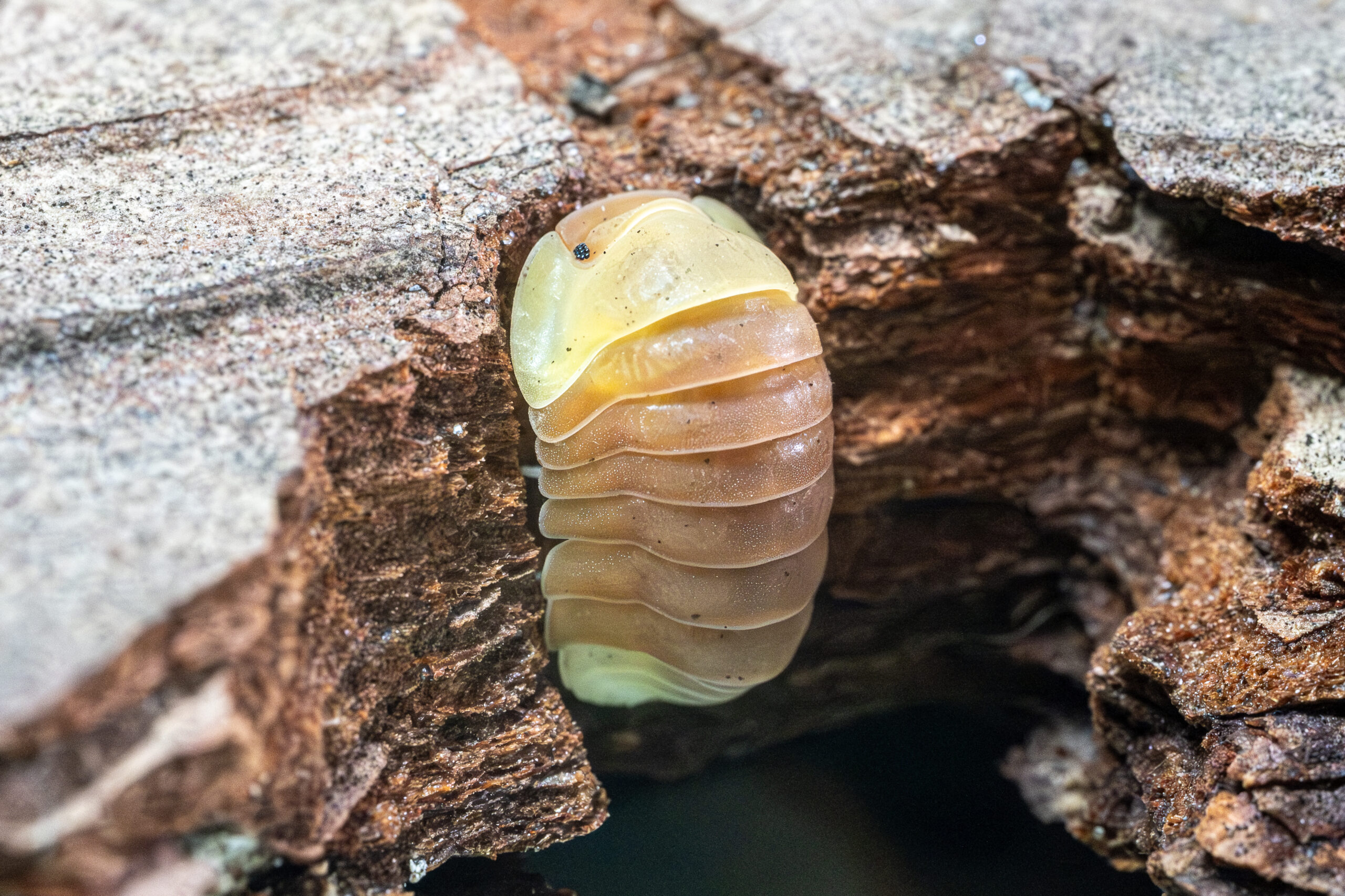 Cubaris sp. "Rubber Ducky" - obrazek 2