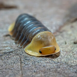 Cubaris sp. "Rubber Ducky"
