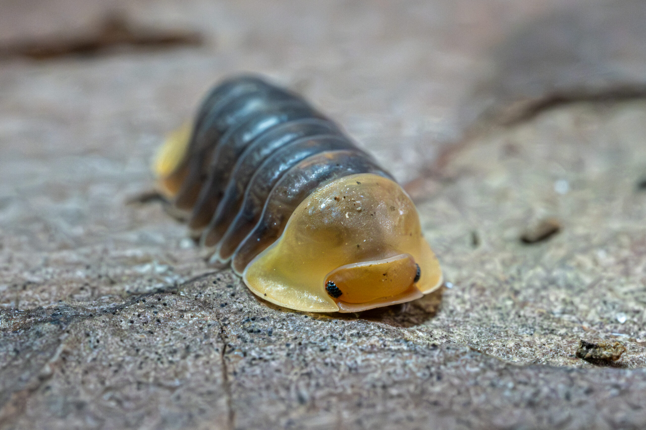 Cubaris sp. "Rubber Ducky"