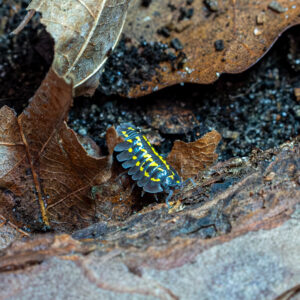 Armadillidium gestroi