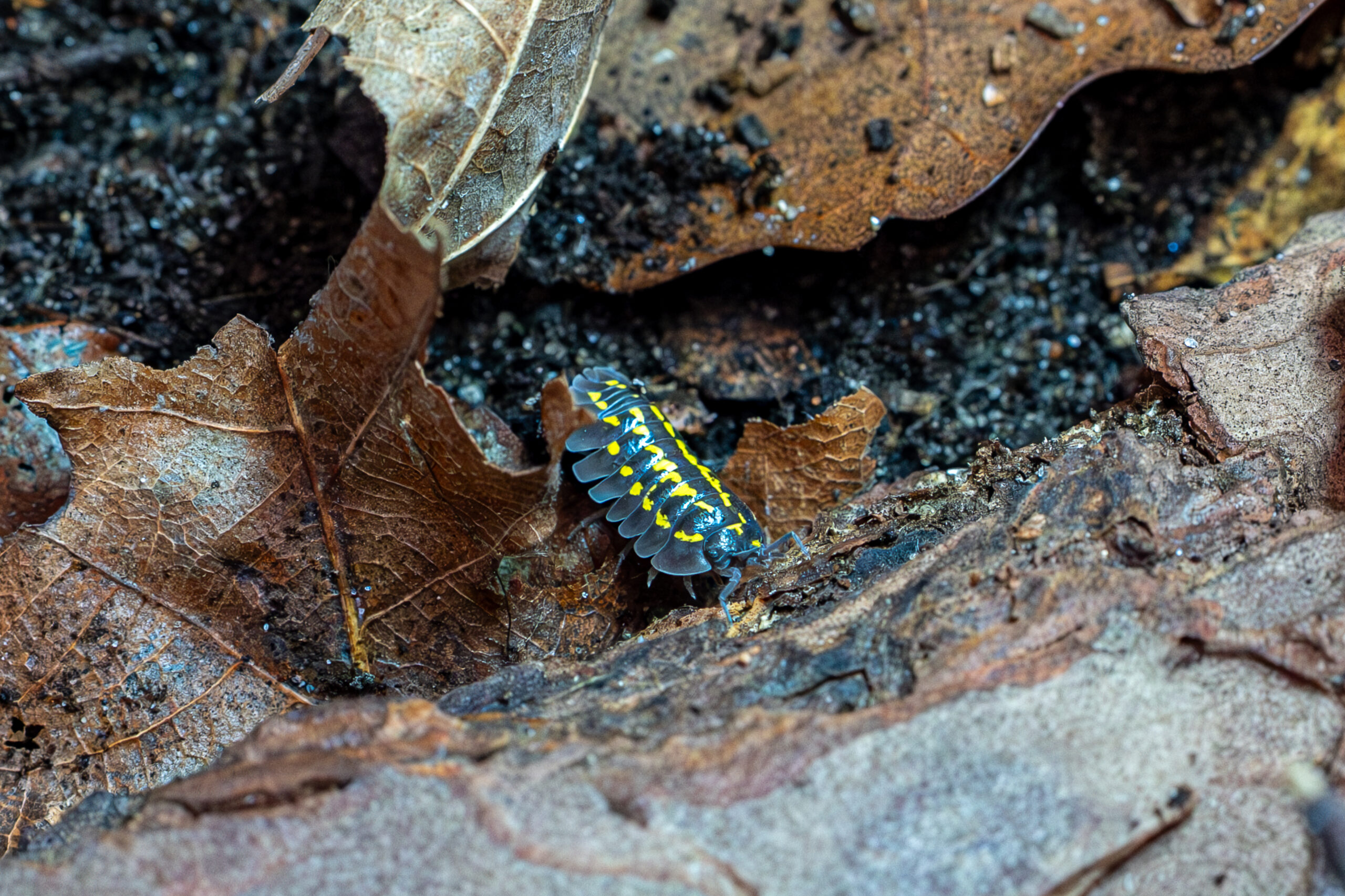 Armadillidium gestroi