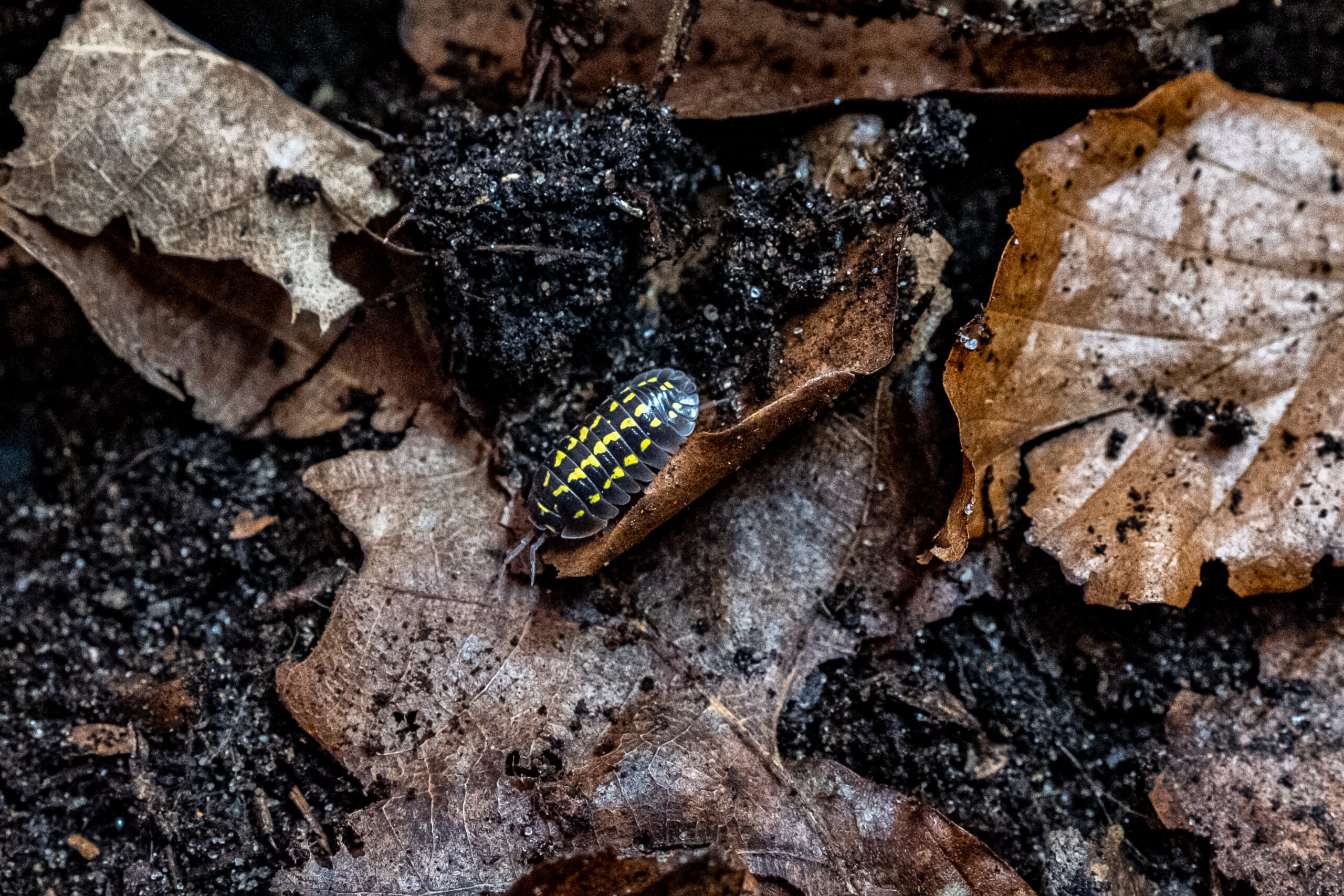 Armadillidium gestroi - obrazek 2