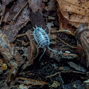 Porcellio laevis "Dairy Cow"
