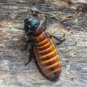 Gromphadorhina portentosa (karaczan madagaskarski)
