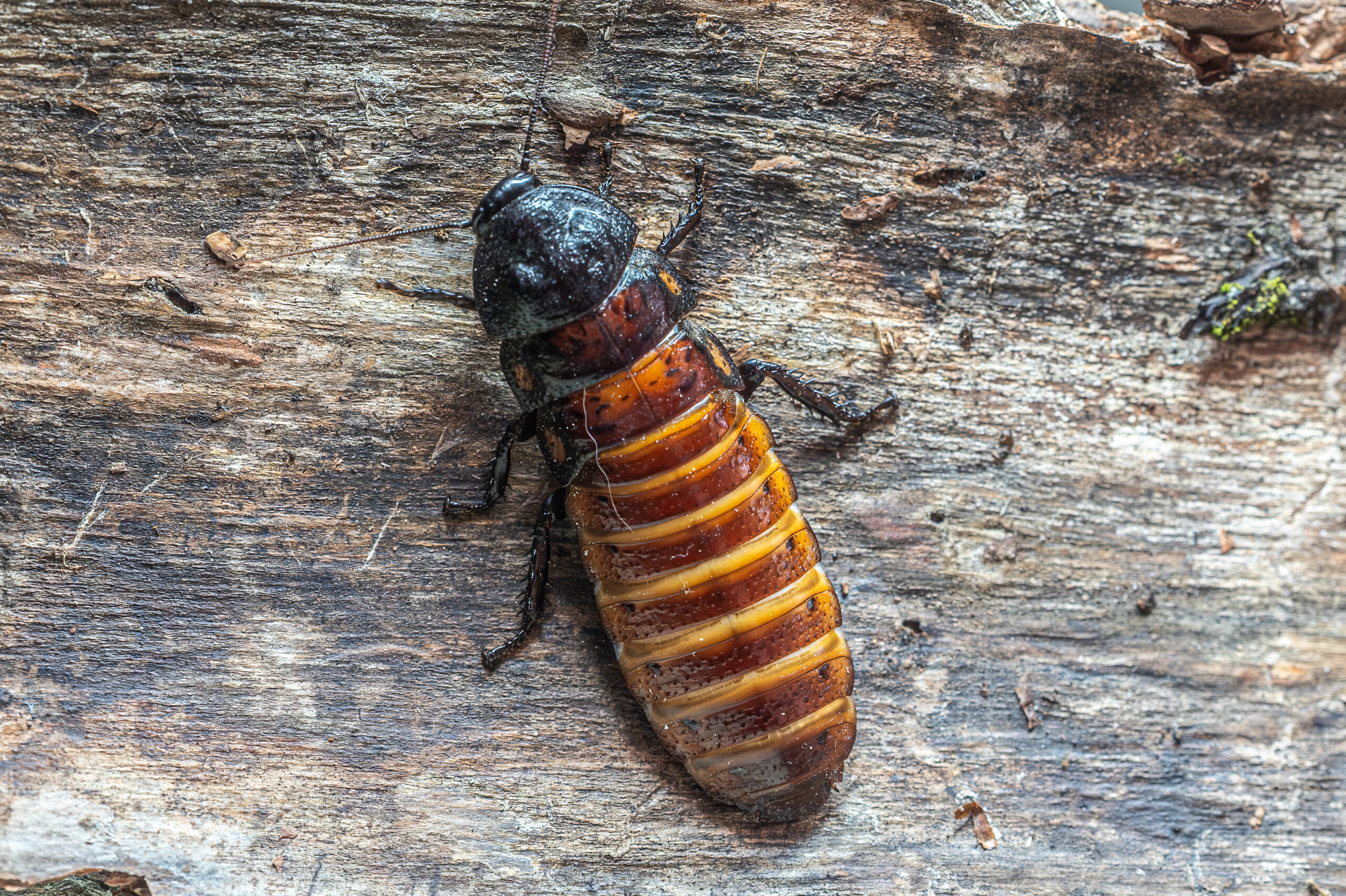 Gromphadorhina portentosa (karaczan madagaskarski)