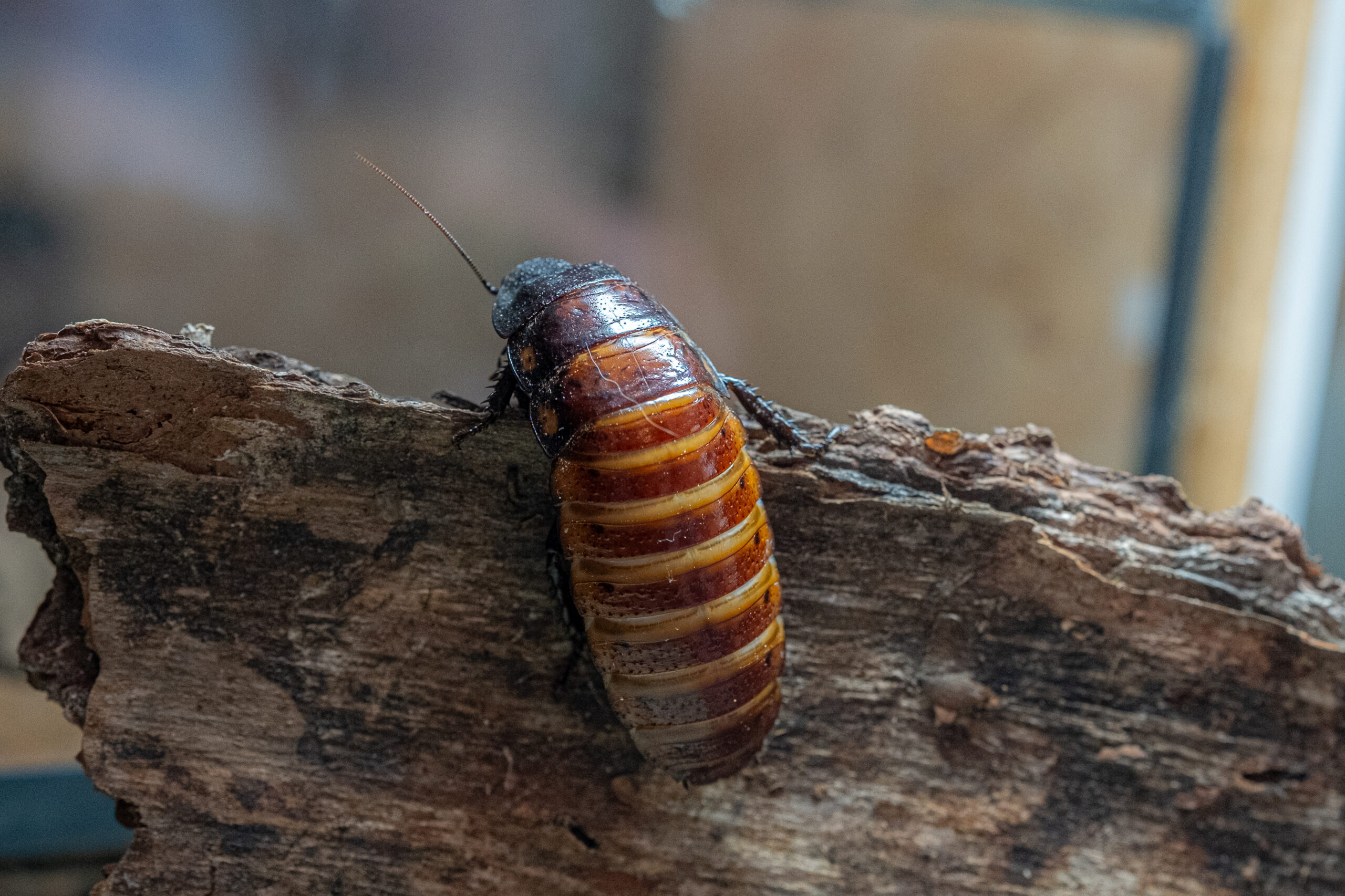 Gromphadorhina portentosa (karaczan madagaskarski) - obrazek 2