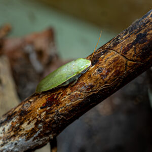 Panchlora nivea (karaczan zielony)