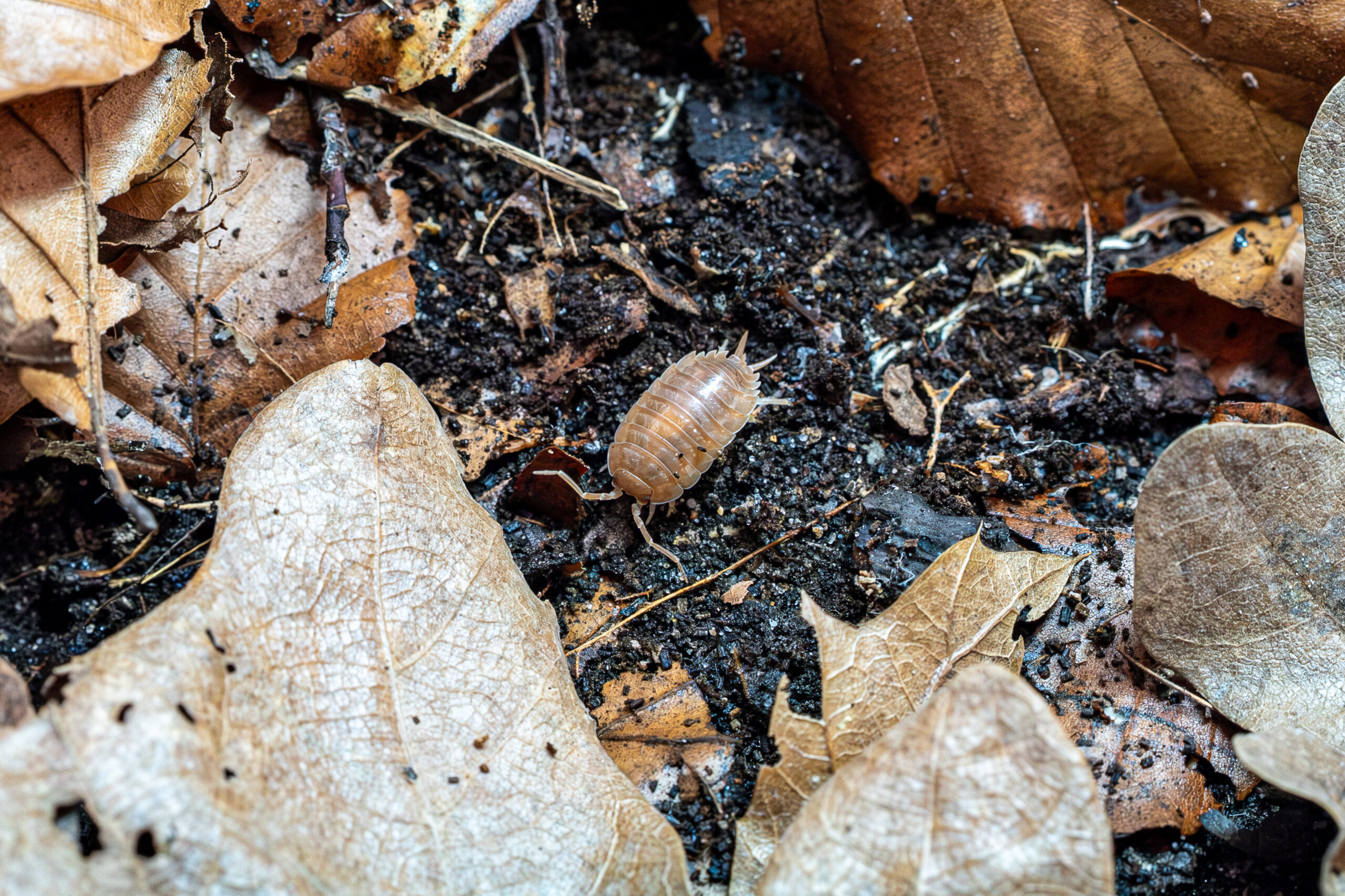 Porcellio laevis "Orange" - obrazek 2