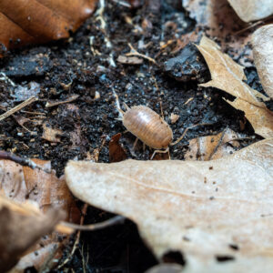 Porcellio laevis "Orange"