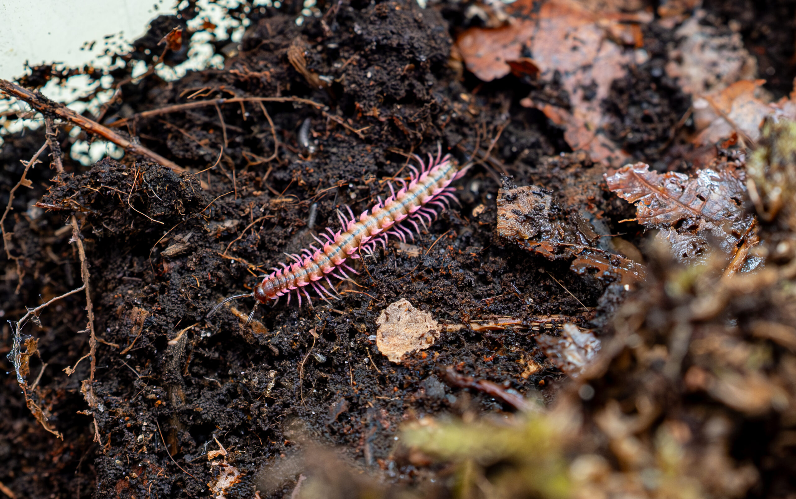 Desmoxytes planata (pink dragon) - obrazek 3