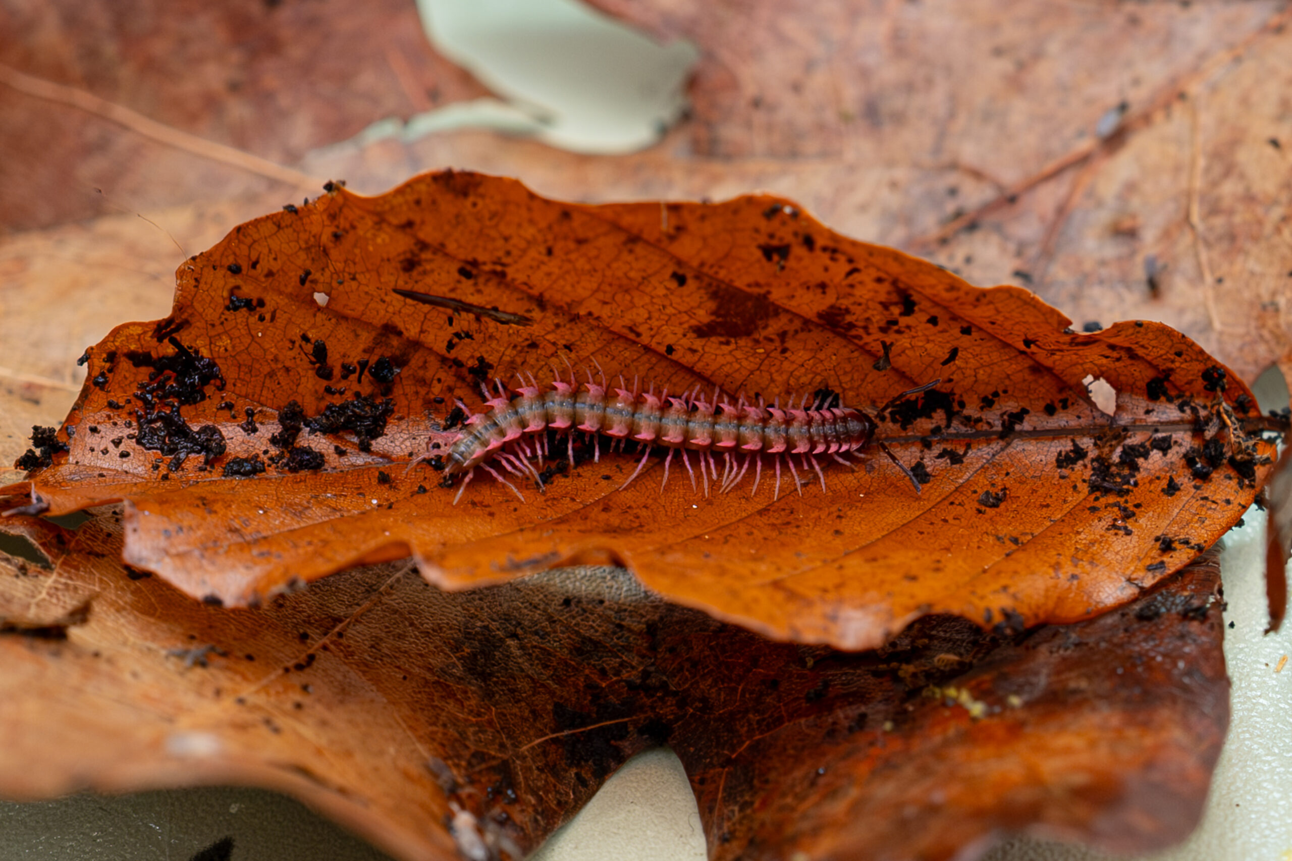 Desmoxytes planata (pink dragon) - obrazek 2