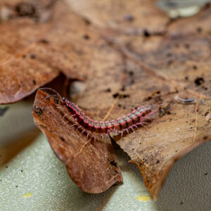 Desmoxytes planata (pink dragon)