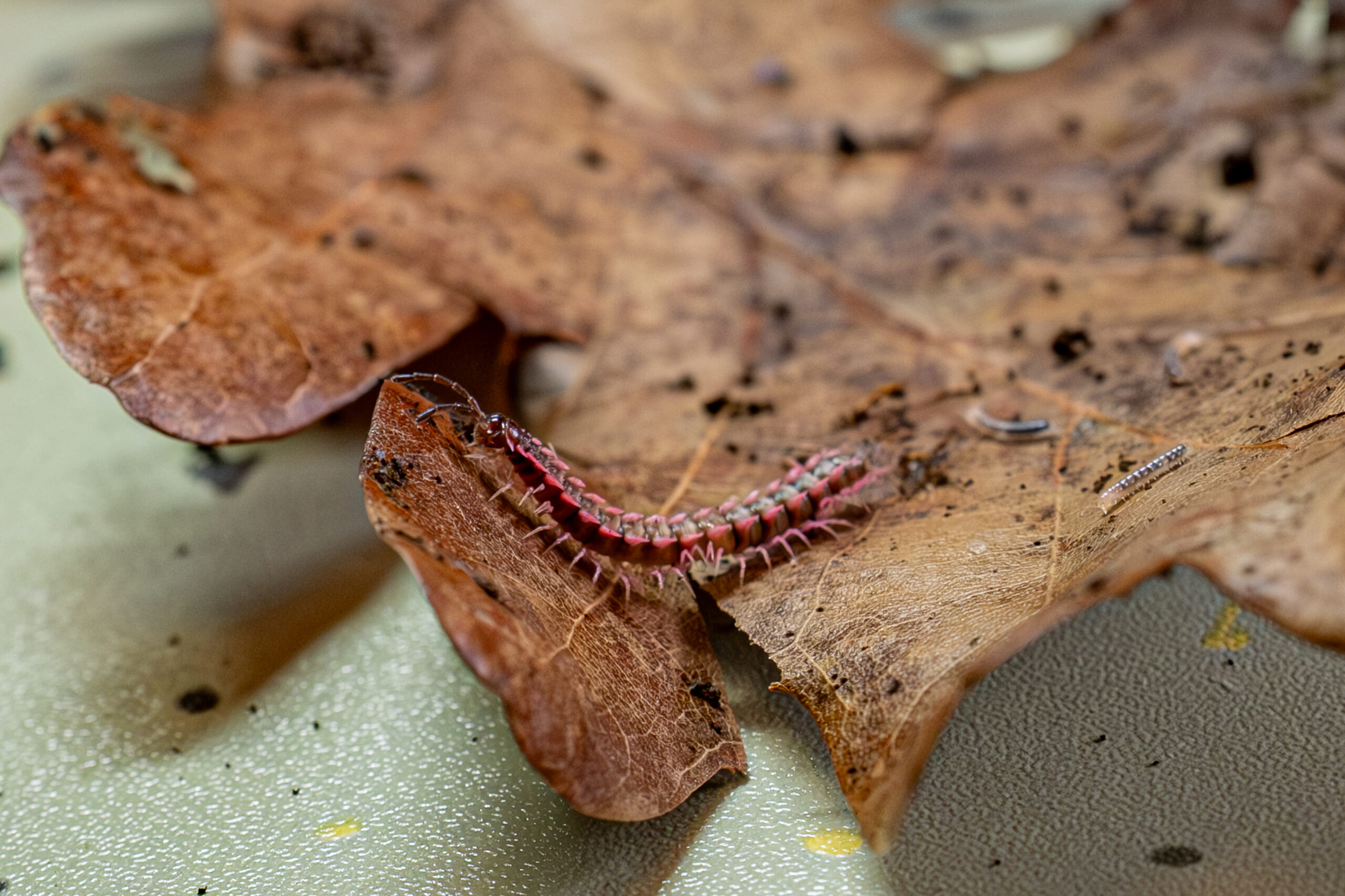 Desmoxytes planata (pink dragon)