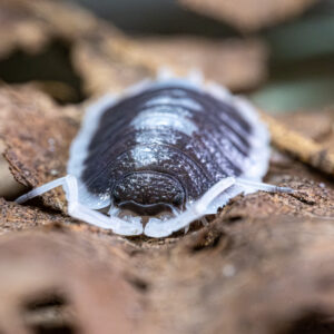 Porcellio succinctus