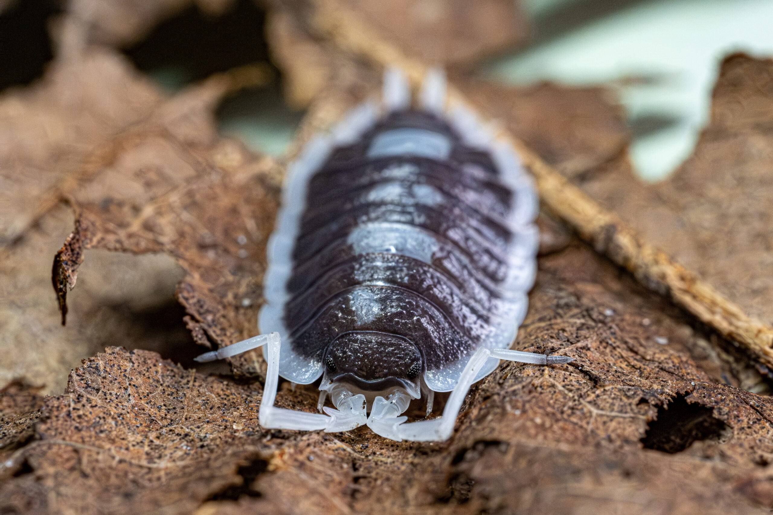 Porcellio succinctus - obrazek 2