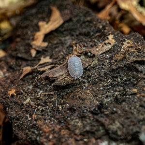 Porcellio baeticensis "Violet"