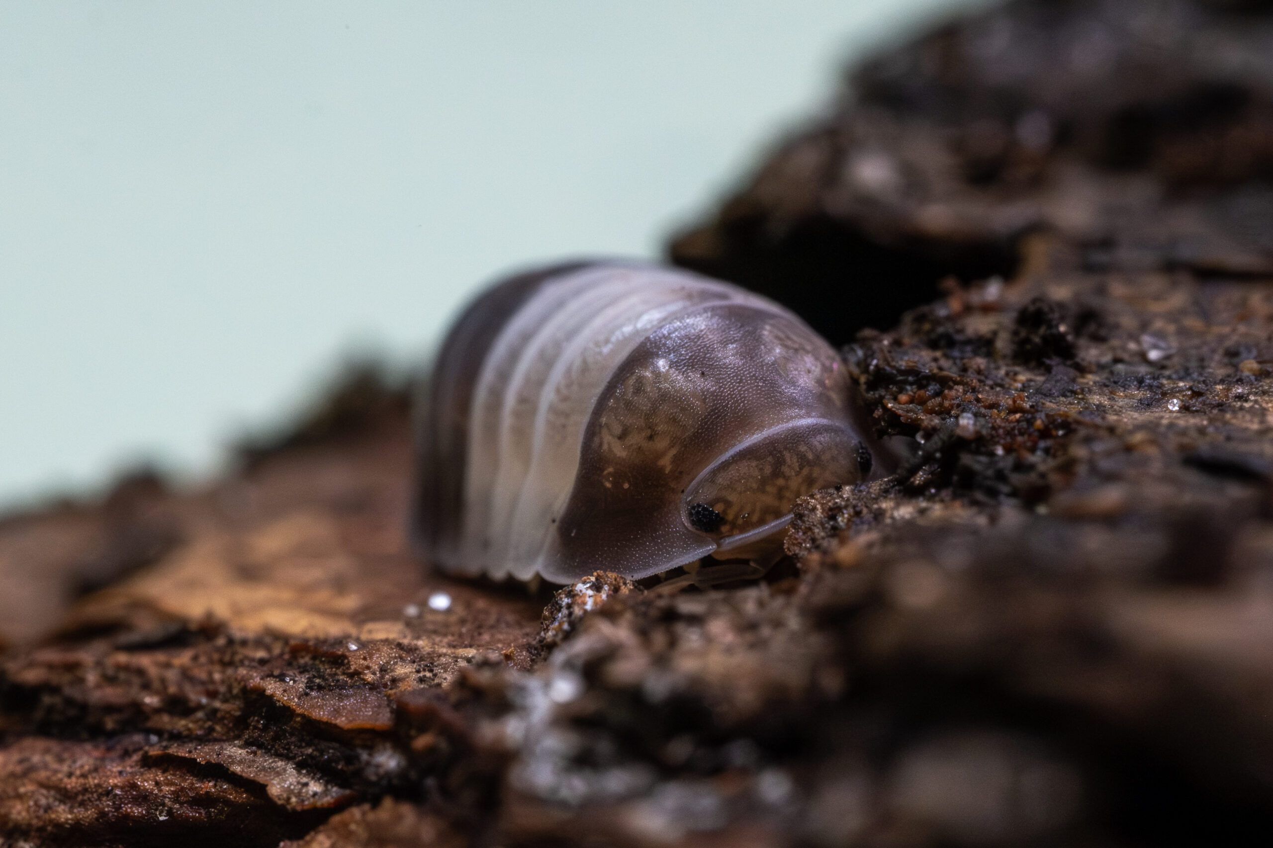 Cubaris sp. "White Shark" - obrazek 2