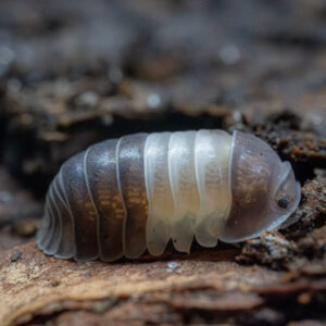 Cubaris sp. "White Shark"