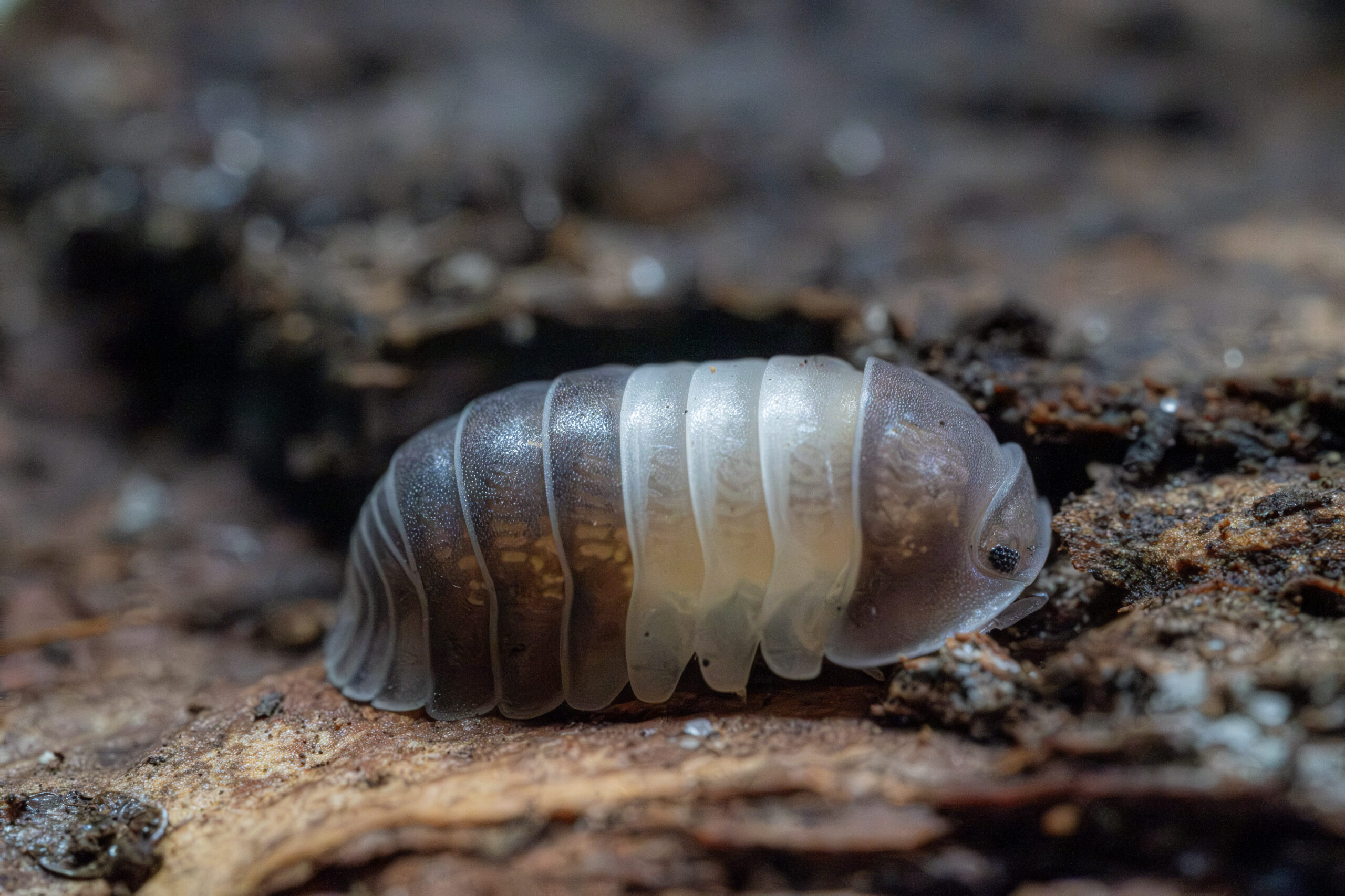 Cubaris sp. "White Shark"